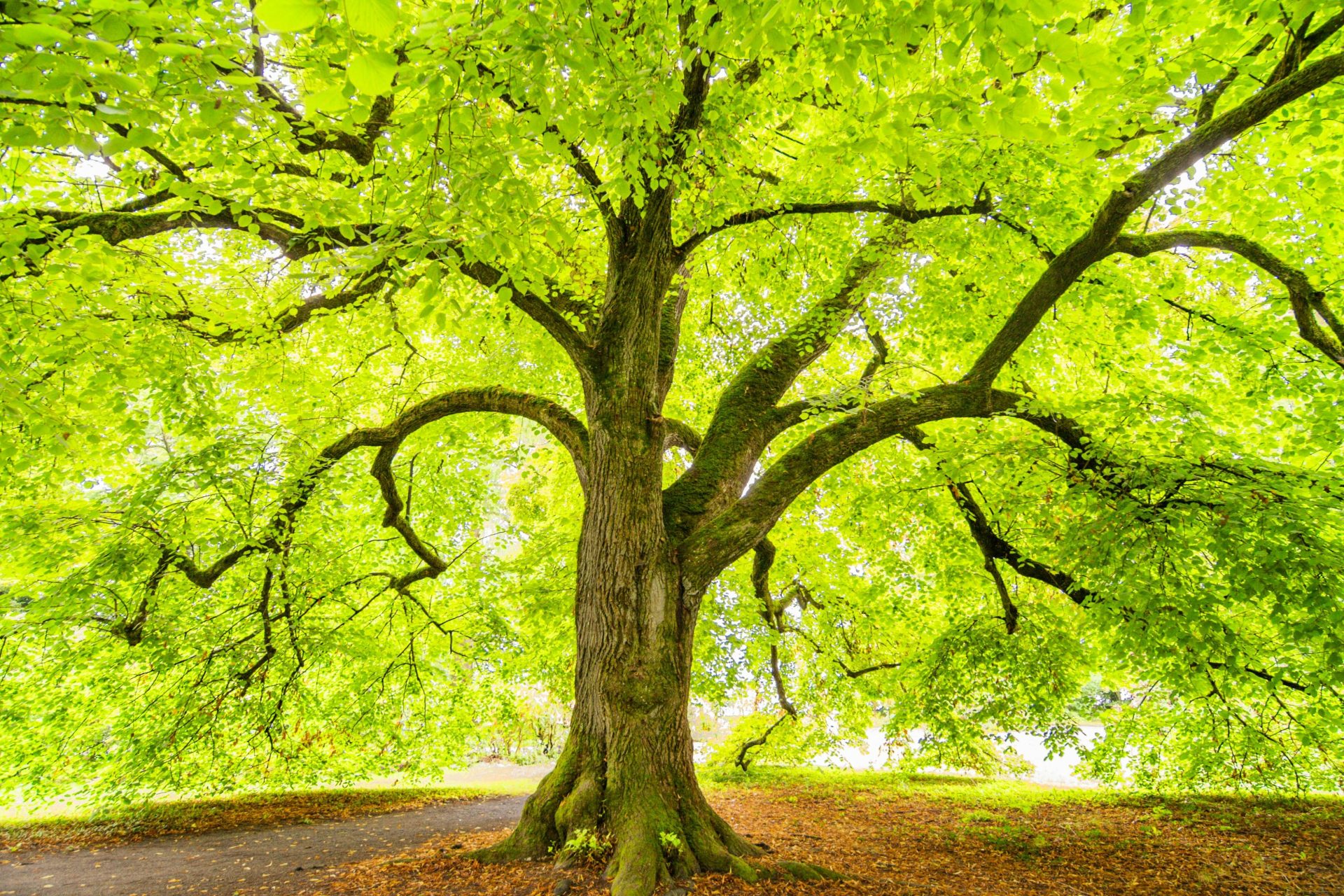 Ein ausladender Baum mit leuchtend grünen Blättern, vom Sonnenlicht erhellt, der eine friedvolle Szene im Freien schafft.
