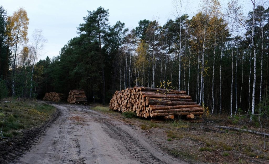 Stapel von Holzstämmen, aufgereiht in einem dichten Wald in Polen im Herbst – ein Zeugnis der Holzeinschlagstätigkeiten.