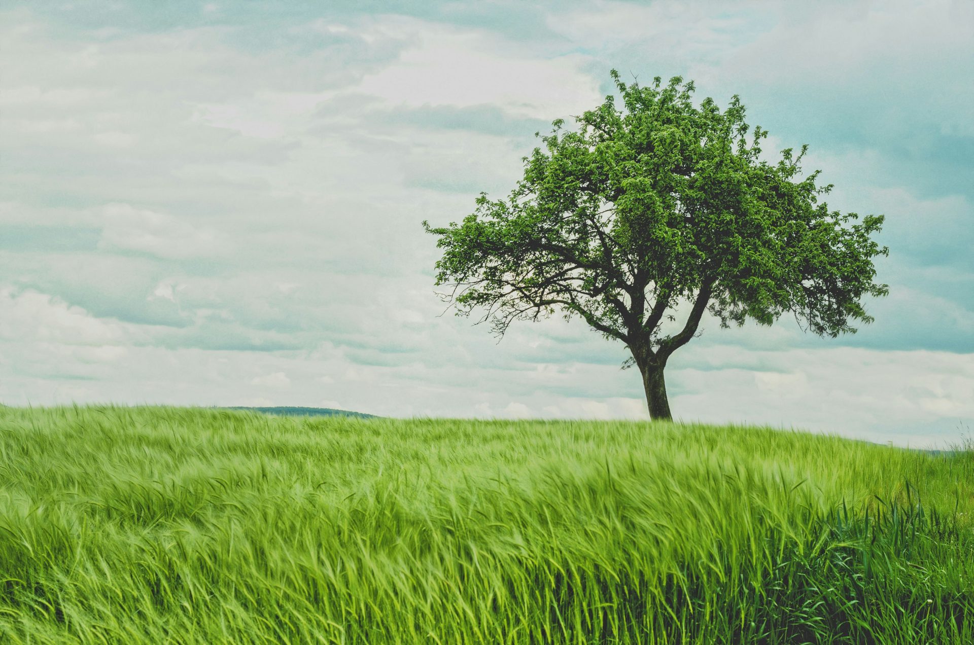 Grüner Baum auf einer Wiese bei Tageslicht